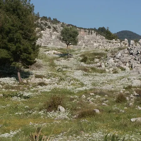 The Olive Farm Kato Samikon