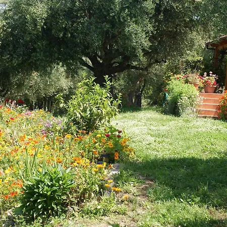 The Olive Farm