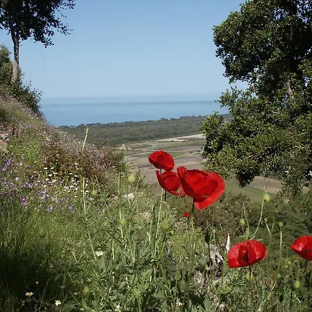 The Olive Farm Kato Samikon