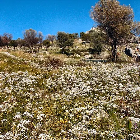The Olive Farm *