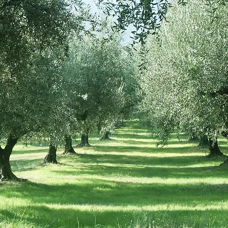 The Olive Farm Villa *