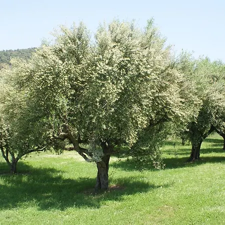 The Olive Farm * Kato Samikon