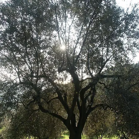 Villa The Olive Farm *