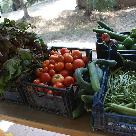 The Olive Farm